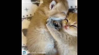 Gatinhos engraados coiote