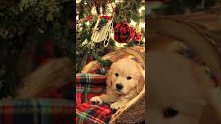 Christmas wallpapers! #funny #fypシ゚ #christmas