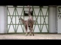 Baby Giraffe at Artis Royal Zoo Amsterdam 