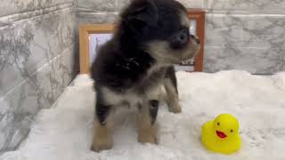 チワワ（ロング）の動画01