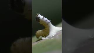 Download lagu The Sticky Secret of Milkweed! 😱 #shorts #Caterpillar mp3 Download lagu The Sticky Secret of Milkweed! 😱 #shorts #Caterpillar mp3