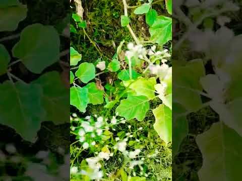 new flower short video music karimulla