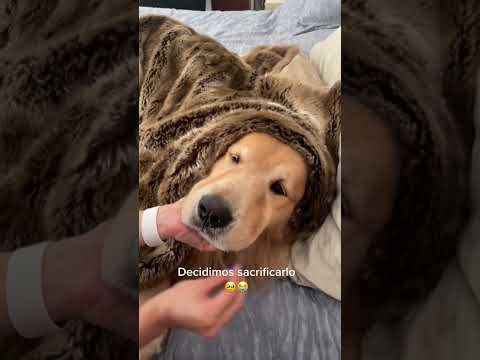 QUE HACER SI TU PERRO MUERDE A ALGUIEN  #perro #perros #perrosequilibrados #pitbull #perrodivertido