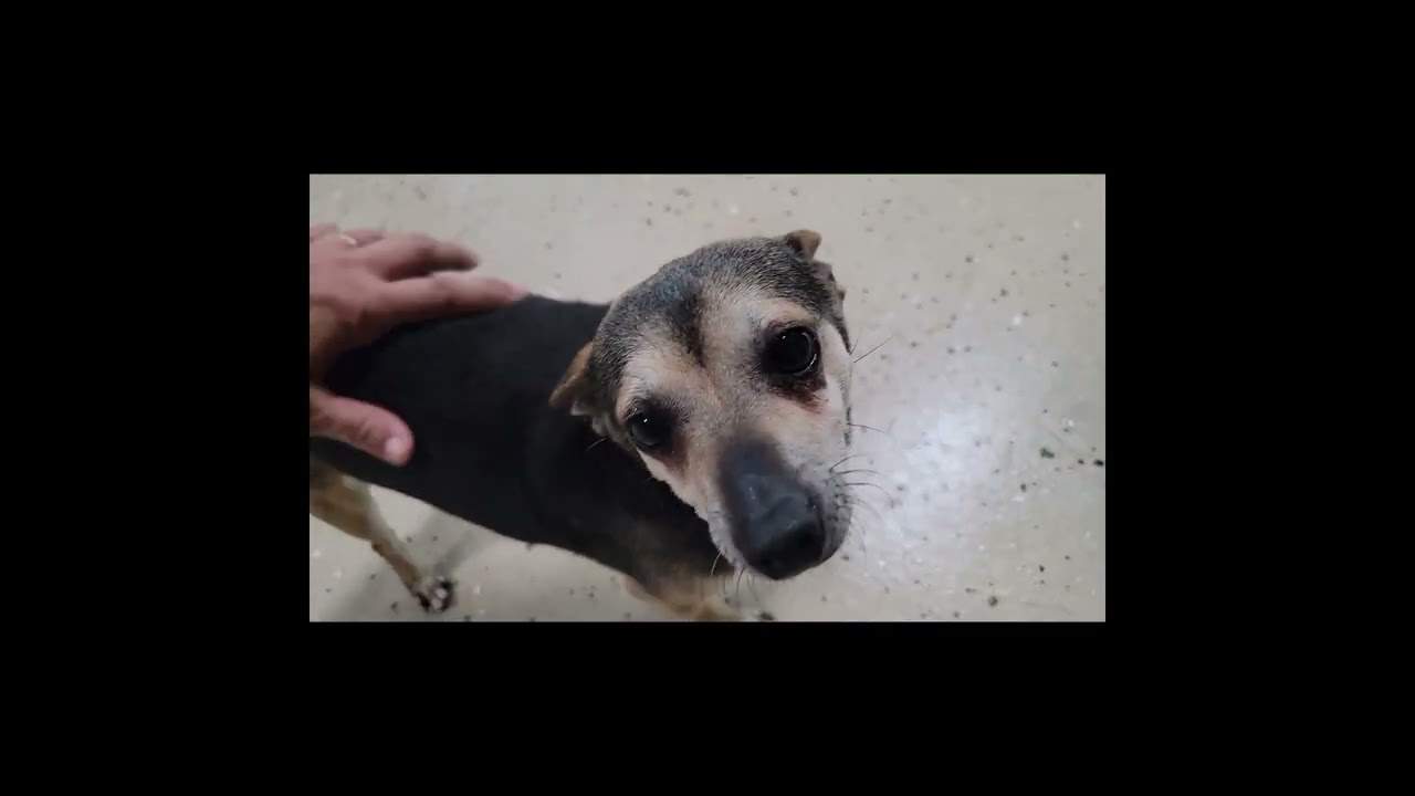 Enlarge Pedro, a Adoptable Chihuahua in Mount Sterling, KY video 2/6