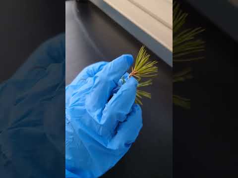 落ちてくる盆栽の葉