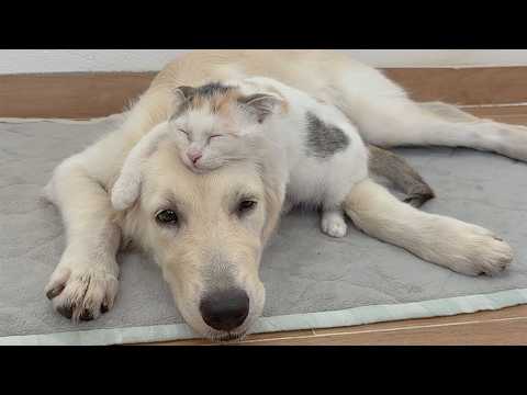 YouTube 썸네일
