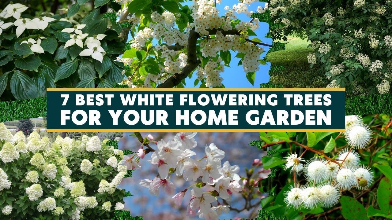 Top 7 Best White Flowering Trees For Your Home Garden 🌺🌳