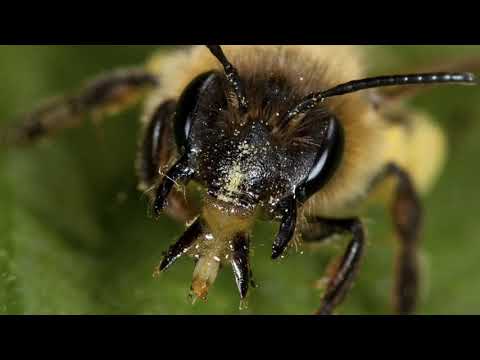 YouTube video about Both are social insects, though some types of wasps are solitary.