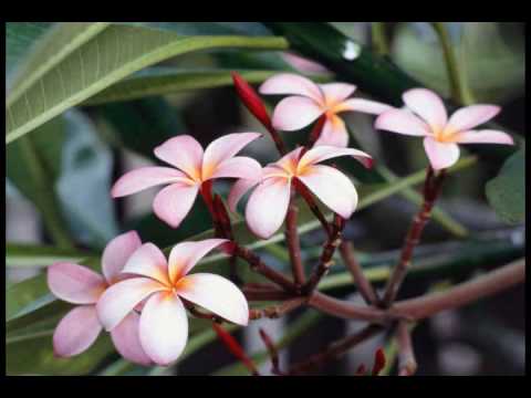 Ástin þín er ótrúleg myndb