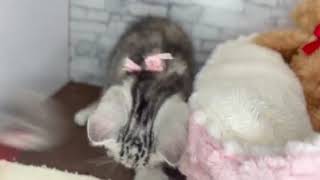 アメリカンショートヘアの動画01
