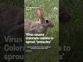 Virus causes Colorado rabbits to sprout 'tentacles'