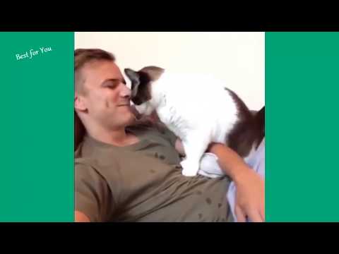 recopilacion de los mejores videos de gatos