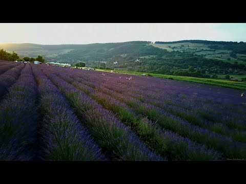 Festivalul_Biolavanda Prima Ediție 2021 sat Delureni comuna Urmeniș