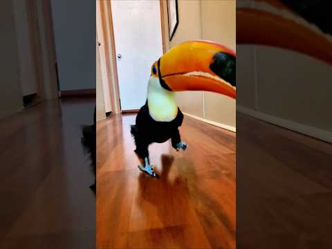 Cute toucans to boost your serotonin #animals #birds #cute #funny #shorts #cat