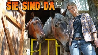 🥰Sie sind da! 1350 Kilo❗ Zwei der schwersten Pferderassen in Bewegung💪🐴