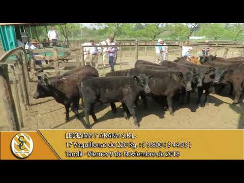 09-11-18 Venta de Hembras - Ledesma y Arana S.R.L. - Tandil
