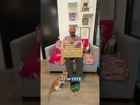 Keep your cat engaged with toy rotation