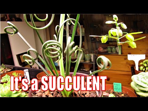 Succulent ID: Frizzle Sizzle Plant - Albuca Spiralis