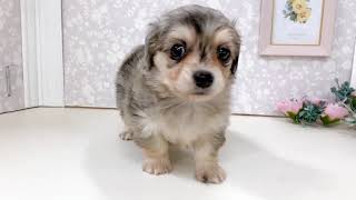 ハーフ犬の動画01