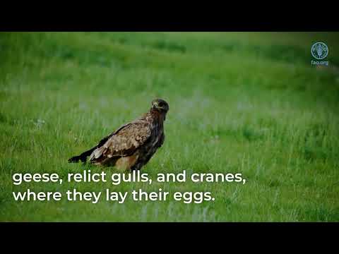 Better Environment for a Sustainable Future: FAO’s Conservation Efforts in Mongolia