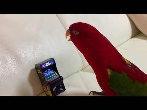 Red birb is laugh then destroy