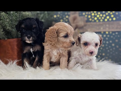 Bristy,Bellini & Bella Female Christmas Cavapoos.Reserve today with deposit!