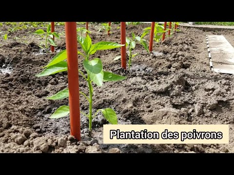 , title : 'Comment bien planter les poivrons ? 2021'