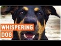 Funny Talking Dog Can Whisper Too The Dog Whisperer