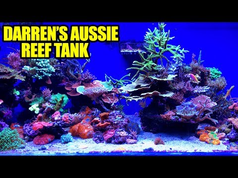 The Australian Reef Tank of Darren Hatfield, Australia Tour Pt. 12