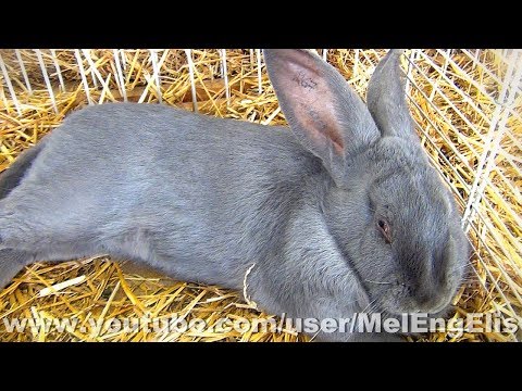 , title : 'Lapin Géant des Flandres Bleu  - Flemish Giant Rabbit - Flandrische  Riesenkaninchen'
