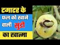 टमाटर की फसल को बर्बाद करने वाली सुंडी