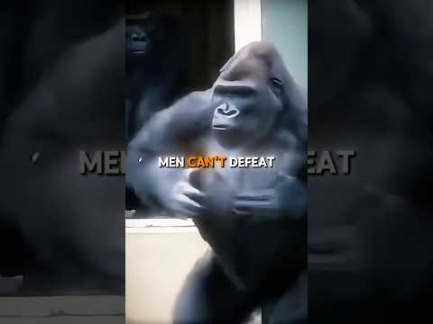 100 men vs. 1 gorilla