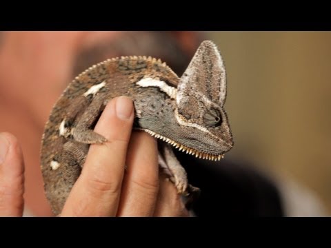 6 Care Tips for Chameleons | Pet Reptiles