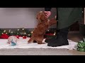 Standard Poodle dogs for sale: Rosie - Video 1