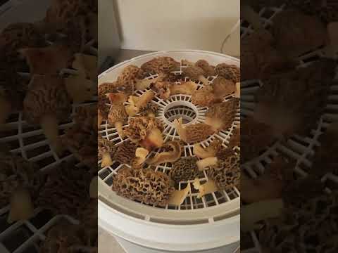 How to Dehydrated Morel Mushrooms