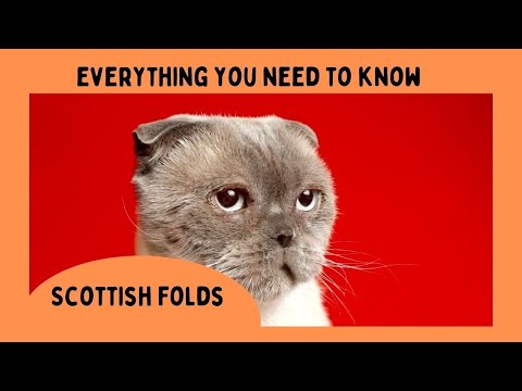 Scottish Fold Cat 101: Everything You Need to Know