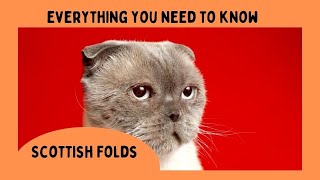 Scottish Fold Cat 101: Everything You Need to Know