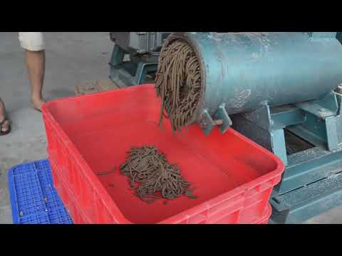 Processing BSFL With Pelletizing Technology