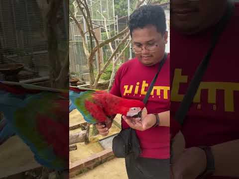 Petting zoo | Rimba Razia Hulu Terengganu #terengganu #minizoovlog #minizoo