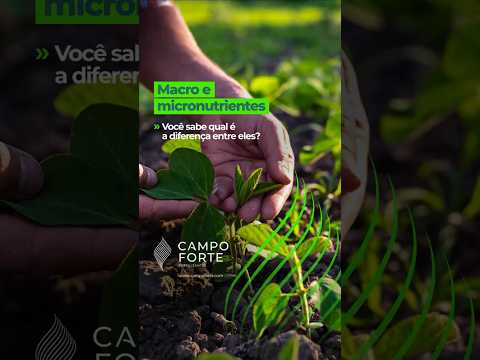 Reels Campo Forte 08