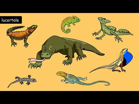 I rettili: lucertole, serpenti, coccodrilli e tartarughe