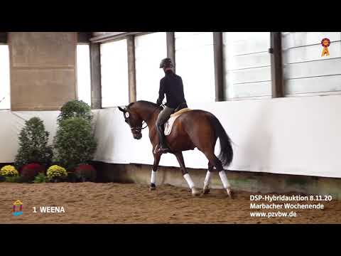 Trainingsimpressionen KN 1 WEENA 4-j. Stute v. Topas - D'Amour   *Marbacher Wochenende 2020*