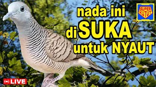 Download lagu Perkutut LOKAL gacor, suara unik cepat memancing bunyi mp3 Download lagu Perkutut LOKAL gacor, suara unik cepat memancing bunyi mp3