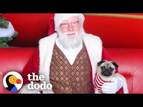 Pug Who's Creeped Out By Santa Goes To Meet Him | The Dodo