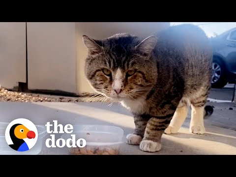 Chonkiest Tomcat Appears In Woman's Living Room | The Dodo Cat Crazy