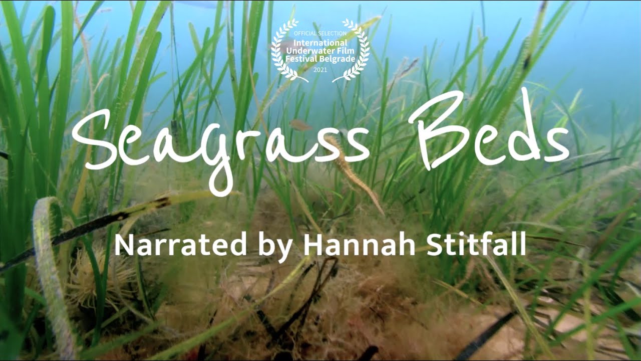 Seagrass Beds: Prairies of the Sea