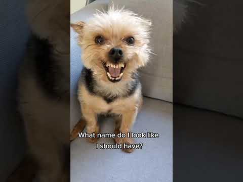 Yorkshire terrier enojado.