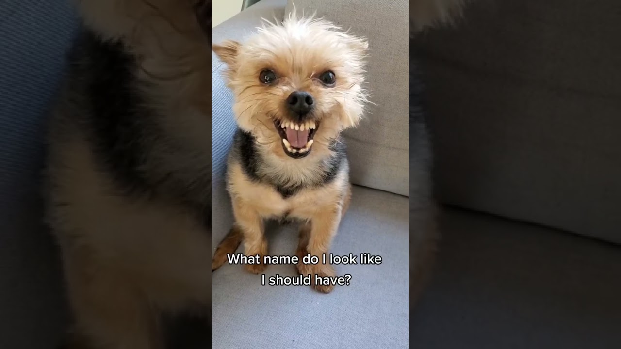 Angry Yorkshire terrier.
