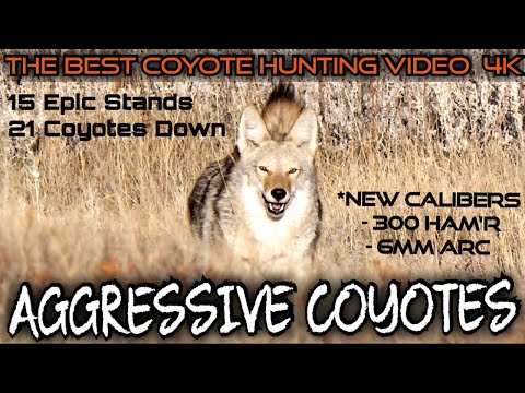 The Best Daytime Coyote Hunting Video 4k | 15 Stands, 21 Coyotes Down | Fall 2023
