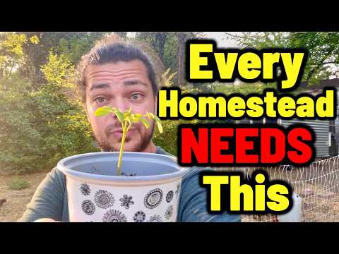 Moringa: 7 Reasons for Food Security & Permaculture